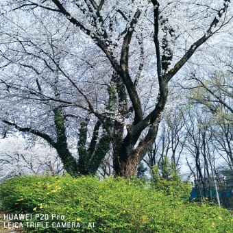 散歩道の風景　2024年4月桜開花～4月20日まで