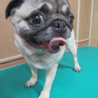 常勤看板犬のポン太が、突然、虹の橋を渡ってしまいました。