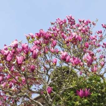 ご近所で花見三昧