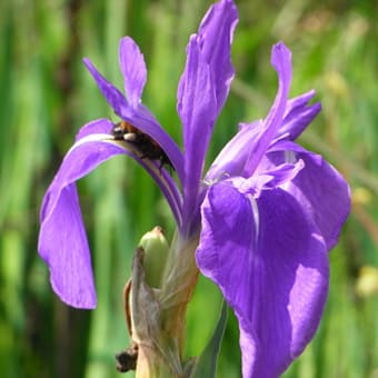 カキツバタ_秋