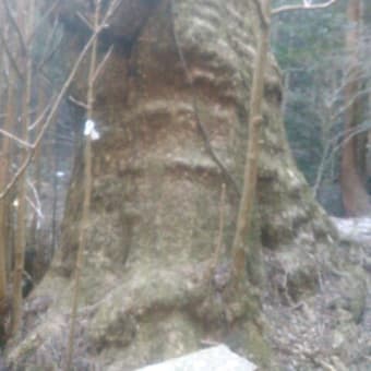 大山祇神社の大イチョウ（福岡県みやこ町）　