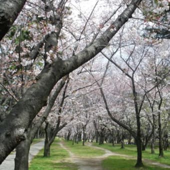 桜（浜寺公園）