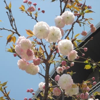 桜咲く　その４
