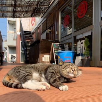 小田原漁港（早川漁港）に暮らす猫たち！JSフードシステム