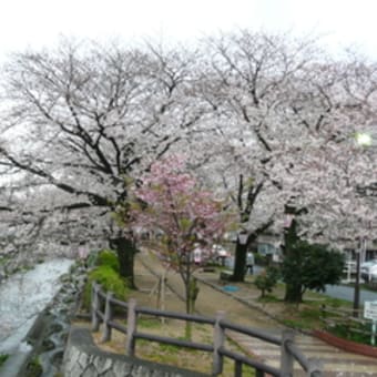 桜情報