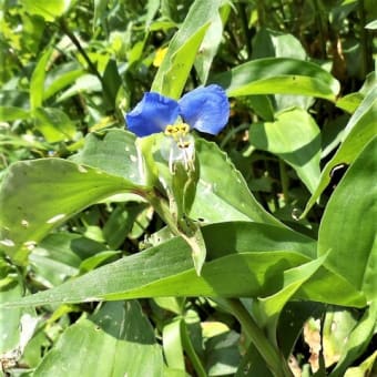 ツユクサ　露草