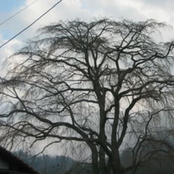 湯の山温泉しだれ桜（3.28全景）