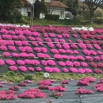 芝桜