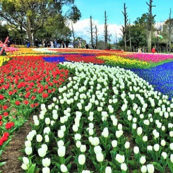 咲いた、さいた、木曽三川のチューリップの花が