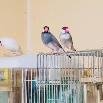 次はサル痘w