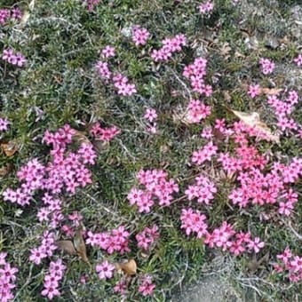 梅・桜・サクラ・さくらんぼ・そして桜(^^)