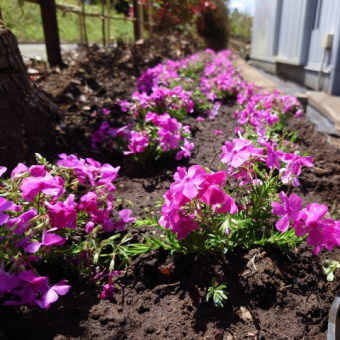 芝桜のピンク色に魅せられて植えた…