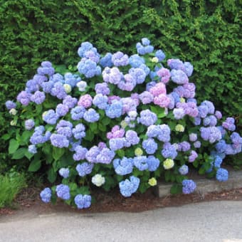アジサイ 紫陽花