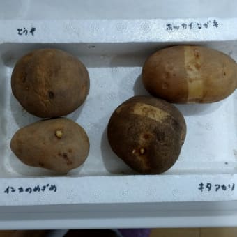 じゃがいもの植え付け　2022年春