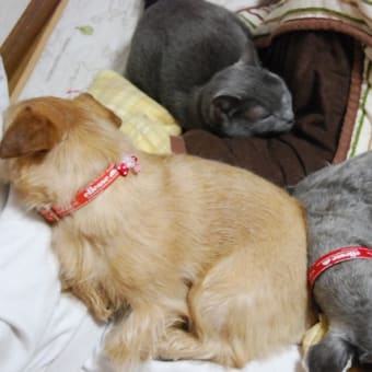 柴犬か？