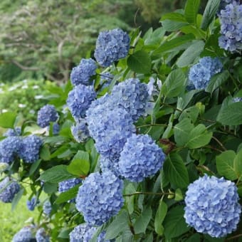 紫陽花さんぽ♪