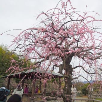 万博記念公園散策