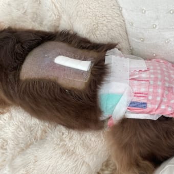 パテラに隠れたヘルニア