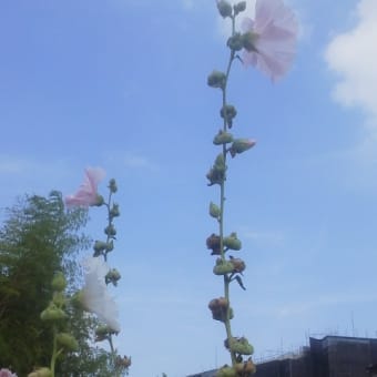 早い梅雨明け2025