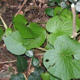 植物アラカルト