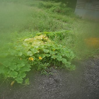 稲の倒伏の憂鬱