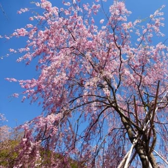 原谷苑の春の花々　・・・　京都市