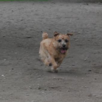 海の公園 ＤＯＧ ＲＵＮ