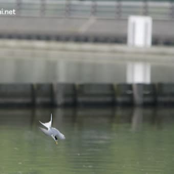 コアジサシ　水と戯れる