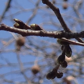 2014年3月18日　火曜日　「林試の森公園」にて