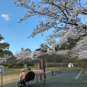 平和公園の桜ー２０２５（北九州市小倉北区）ー動画編