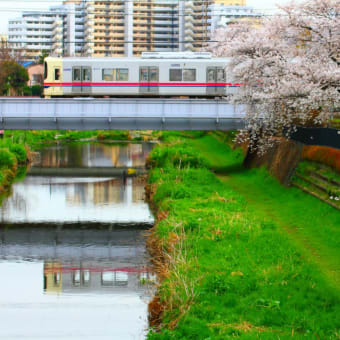 桜サク