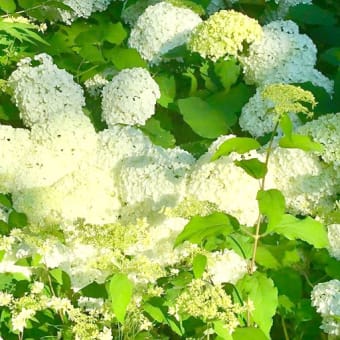 心を潤してくれる､色彩豊かな､紫陽花たちっ♡