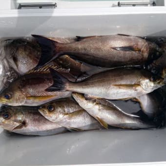 沖釣り、花丸の釣果でした