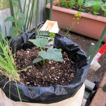 やはり植えたキュウリ