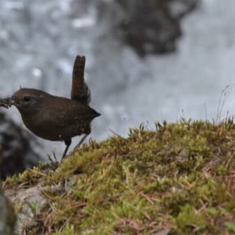 野鳥シリーズ　２