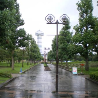 キバナコスモス - 岐阜県 木曽三川公園