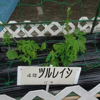 ぐんぐん成長しています！