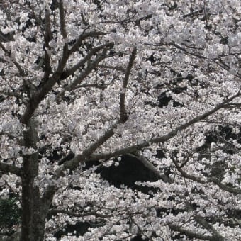 猪名川の桜・並木まつりも中止