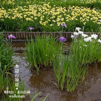 水辺の涼景。
