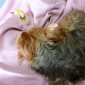 参加することに意義がある