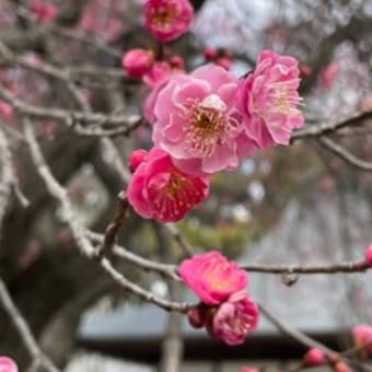 放光寺の参道市