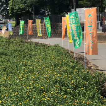 梅雨が近づいてべに花の季節です