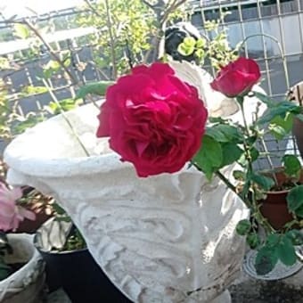 薔薇はカーディナル・ドゥ・リシュリー