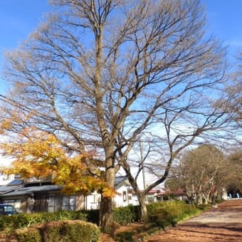 大山公園(大山参道)の紅葉じゅうたん　　２０１４・１２．６　定点観察ファイナル