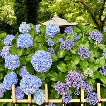 あじさい寺へ♡