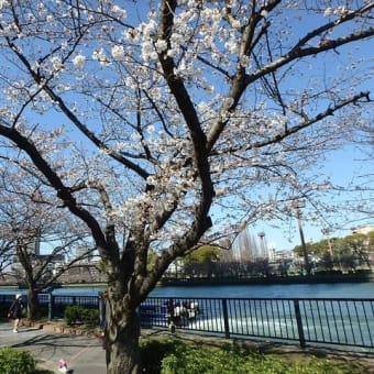まだ、少し早いかな。今日の大川端辺りの桜です。