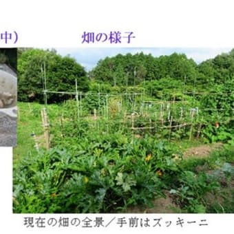 夏野菜への水やりと収穫　　－ 2025.6下 －