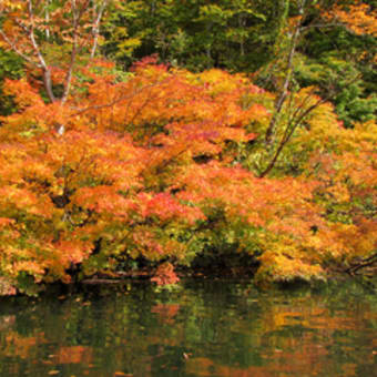 秘境奥利根湖の紅葉が見頃になりました。
