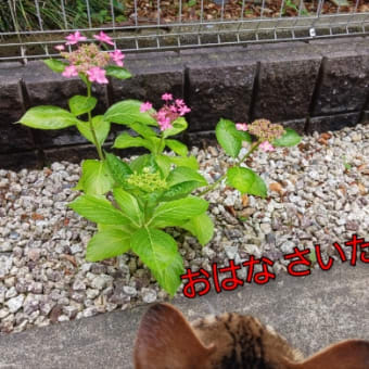 プレゼントとこれからの事