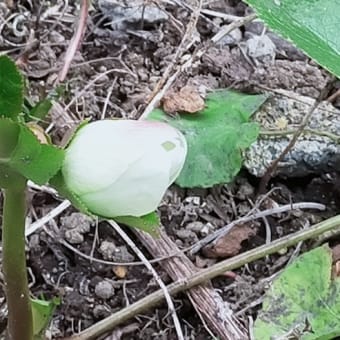 お庭の花壇も少しずつ発芽しています